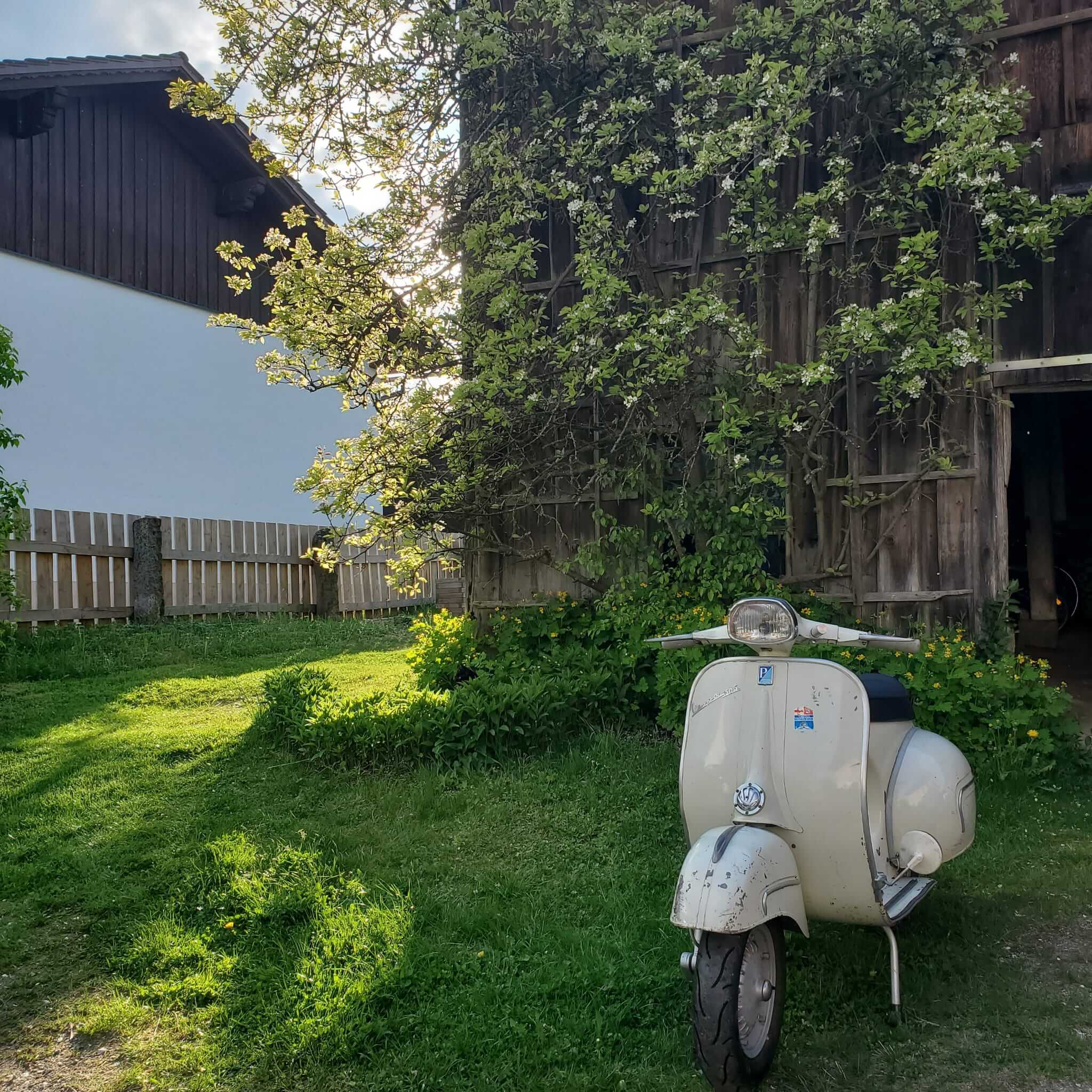 Alte Vespa 150 Sport (1964) mit Patina vor Holzscheune – ehrlicher Schrauberalltag im Grünen